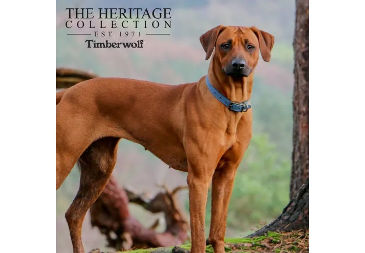 Ancol - Timberwolf Leather Collar - Blue - Size 8 (55-63cm)