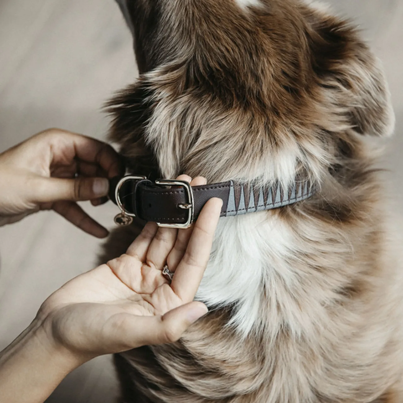 DOG COLLAR KENTUCKY
