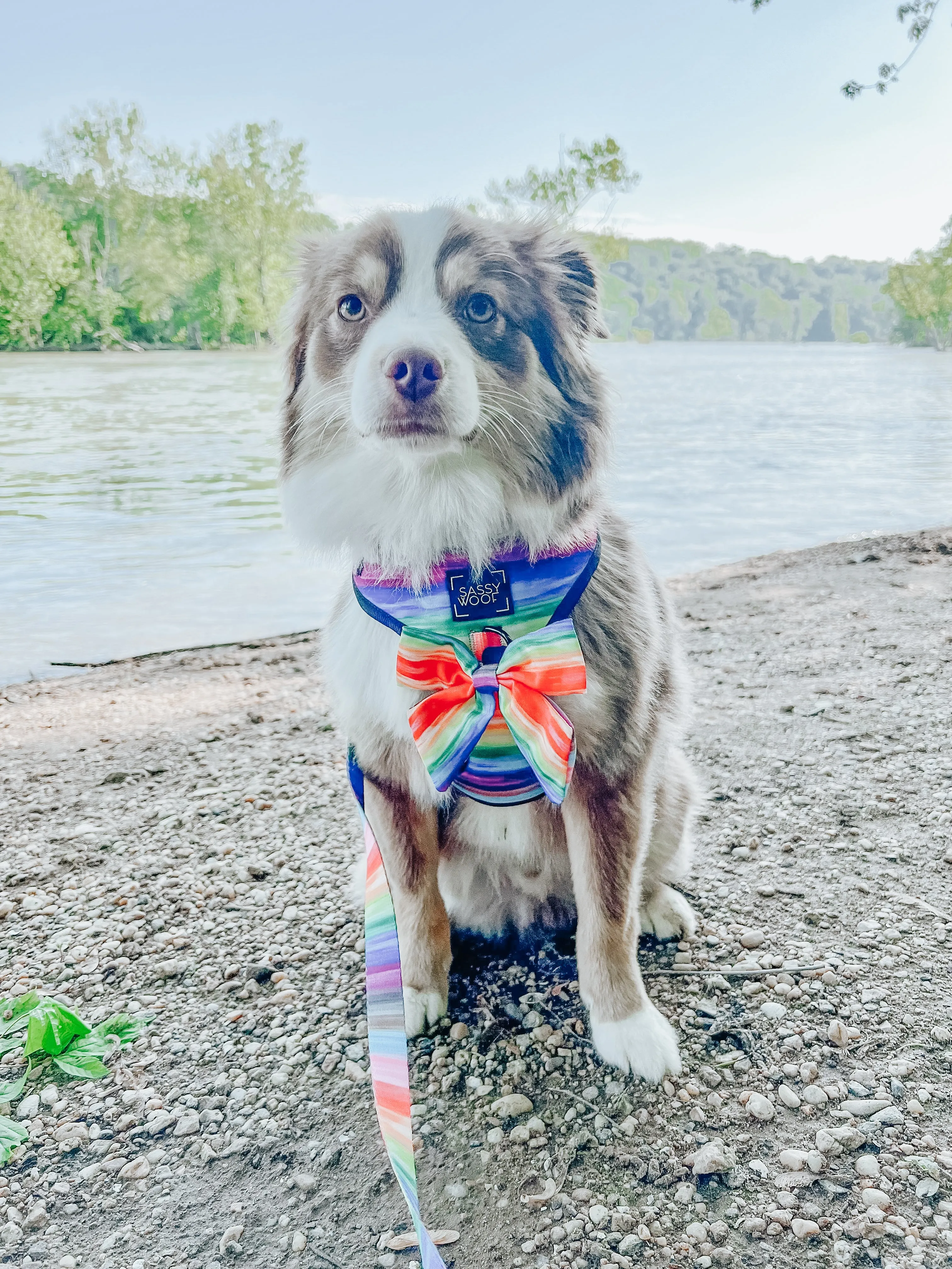 Dog Sailor Bow - Love You Fur You