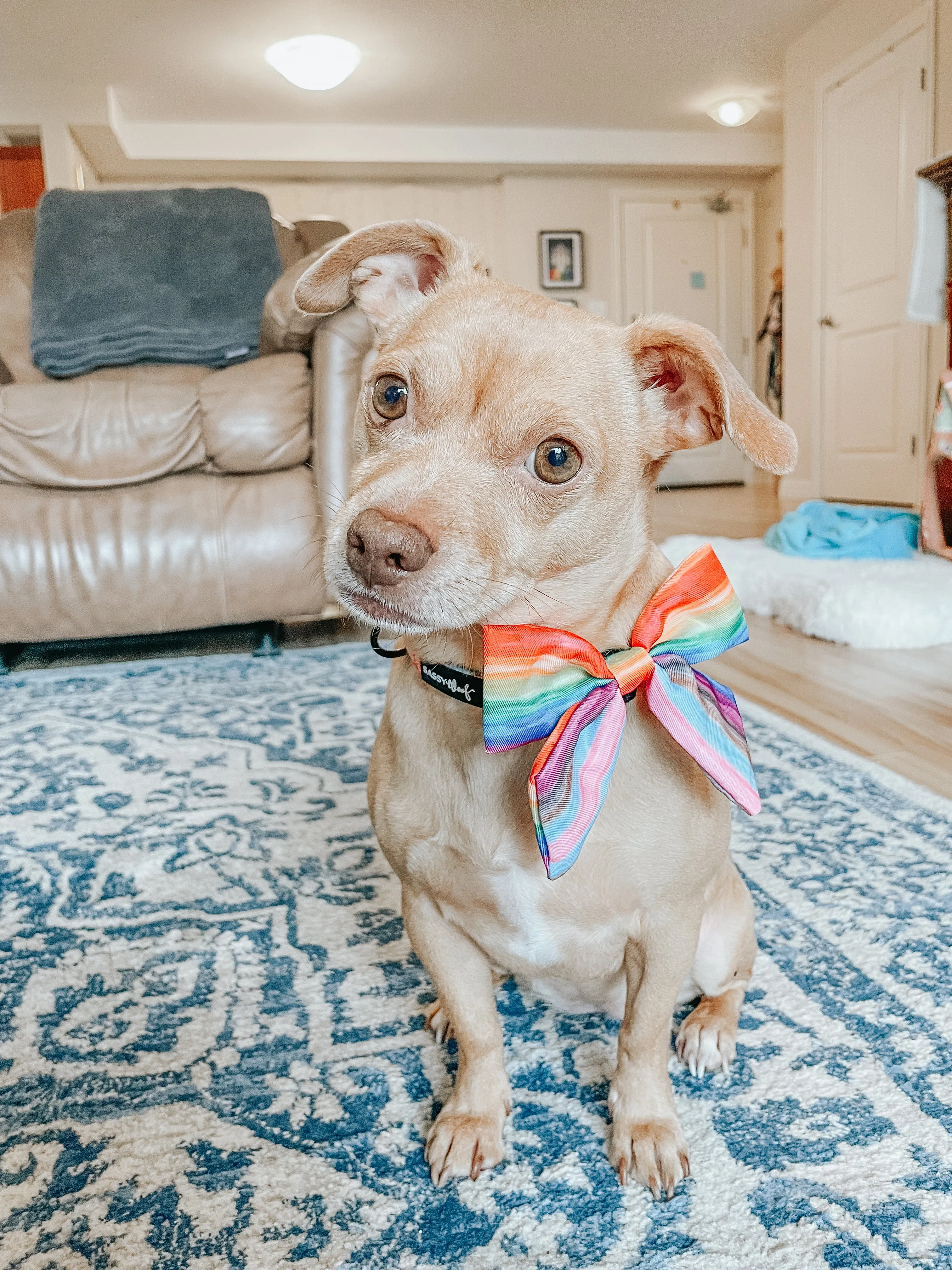 Dog Sailor Bow - Love You Fur You