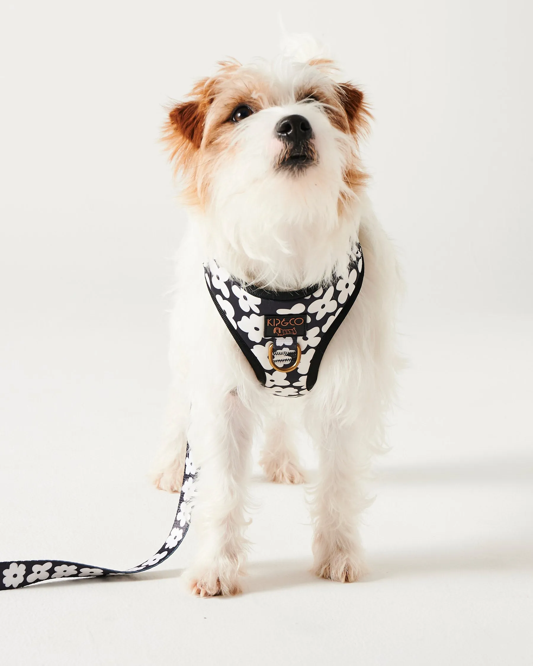 Flower Face Dog Harness