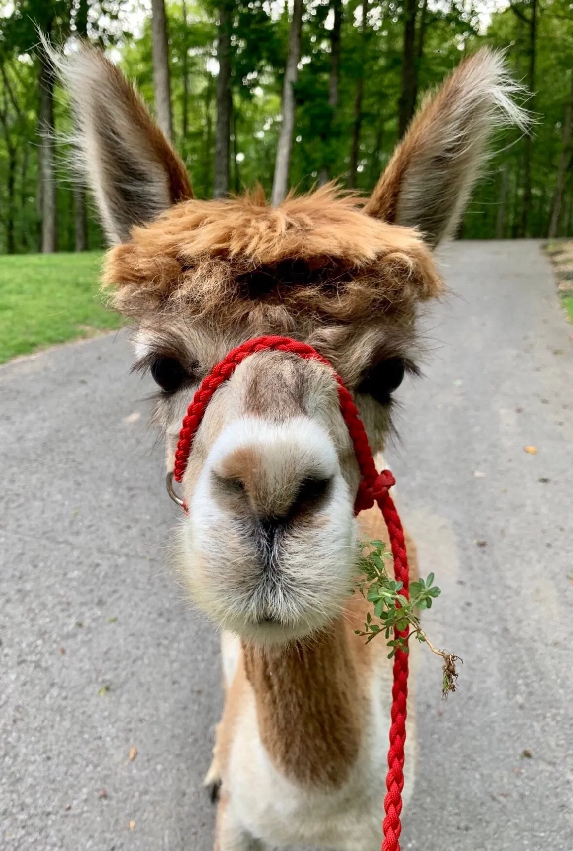 goat adjustable halter and lead, sheep, alpaca, etc