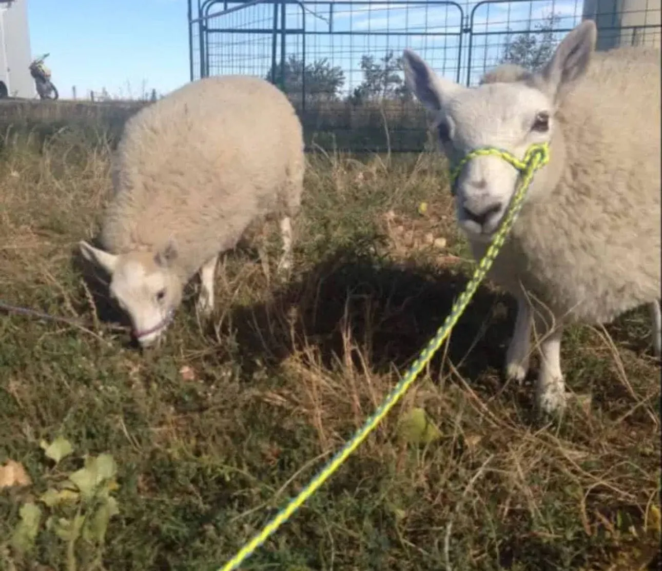 goat adjustable halter and lead, sheep, alpaca, etc