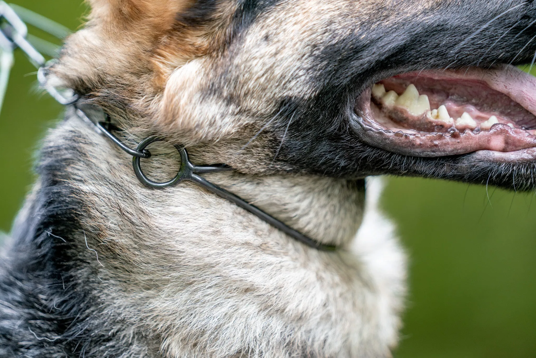 Sprenger Black Show Collar Standard